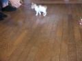 Click here to watch this video おもちゃで遊ぶ2.MOV
