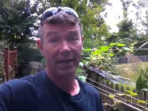 how to transplant duckweed
