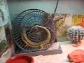 Lizard Thinks It\ Lizard Thinks It\