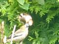Appelvink met jong