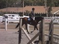 Super potential for hunter/eq/jumper ring!  Great mind - currently being ridden by intermediate rider and coursing 2'9