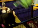 Marquette County Humane Society-Tabitha