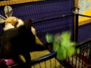 Marquette County Humane Society-Tabitha