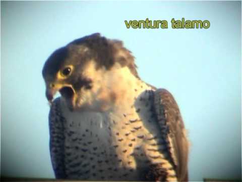 Immagine anteprima YouTube