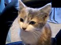 Sweet kitten