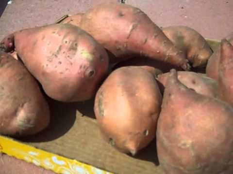 how to grow sweet potatoes
