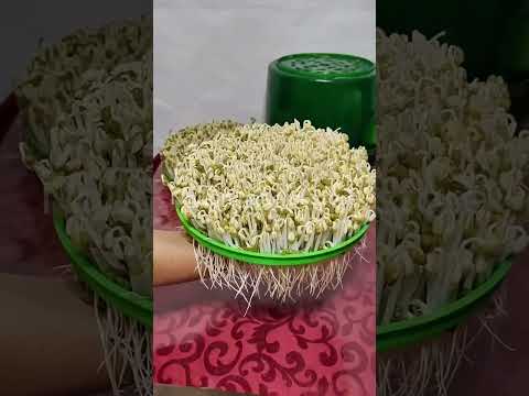 may-lam-gia-do-va-rau-mam-tu-dong-don-gian-tai-nha-amazing-reels-food-shorts-viral-subscribe