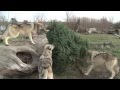 Wolf Park Week- December 13, 2009