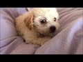 Malti-Poo Christmas