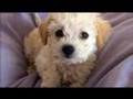 Maltipoo