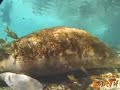 Manatees and Motorboats