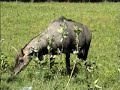 Parc Safari - Quebec, Canada. Safari Park. Safari Animals. Africa in the heart of Quebec. Often misspelled Park Safari. Watch this video to see what you can expect at Parc Safari.