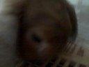 I babysit a rabbit... I babysit a rabbit...
