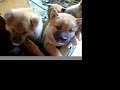 Shiba inu four puppies of young mommy \"Izumi\" Shiba inu four puppies of young mommy \"Izumi\"