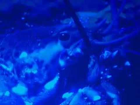 Clip 6: the One Sea - voices from ...