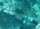 bluestreak-cleaner-wrasse.html