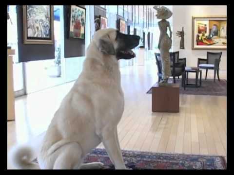 Turkish sheperd dog -