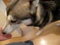 お犬様、帰宅したかーちゃんを受け流す