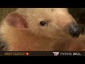 Anteater takes cover in tree roots