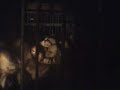 22 Broiler Chicks Liberated 22 Broiler Chicks Liberated