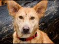 stop-dog-abuse.html