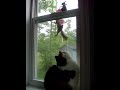 Squirrel taunts cat