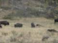 Bisontes americanos en Yellowstone