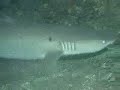 Whitetip Reef Shark in cave