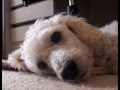 Caniche video
