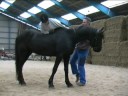 Friesian Gelding - Rider for the 2nd time, October 2008