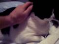 videos de Cute Kitty