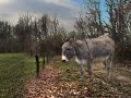 Natuurbumper 2/3