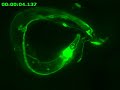 Fluorescent C. elegans nervous system Fluorescent C. elegans nervous system