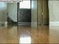 Kitten vs. Toy Mouse