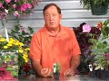 Planting & Growing Herbs : Growing Herbs: Peppermint Herb