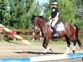 Pockets, 5 year old TB gelding, Eventer, Dressage, Jumper Pockets, 5 year old TB gelding, Eventer, Dressage, Jumper