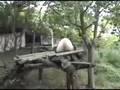 BlackMan N China episode 19: I Do Chengdu Part 2: Foreigneri