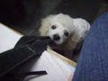 Teddy ataca