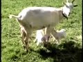 Goat birth