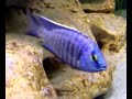 Copadichromis Azureus \"Nkhomo Reef\"