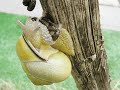 snail takes a shit - Schnecke beim kacken