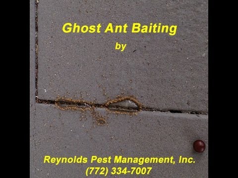 how to treat ghost ants