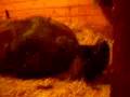Mare Foaling Gypsy Vanner Part 1 of 4 El Brio Vanner