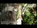 Exo Terra - Madagascar: Phelsuma madagascariensis