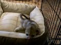 kinkajou baby...alfie 8 week old