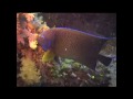 Great Barrier Reef Episode 3