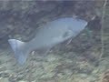 sharks in thailand koh tao
