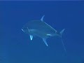 sharks in Thailand Koh Tao sharks in Thailand Koh Tao