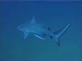 sharks in thailand koh tao