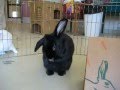 Adopt Mascara and Marcel